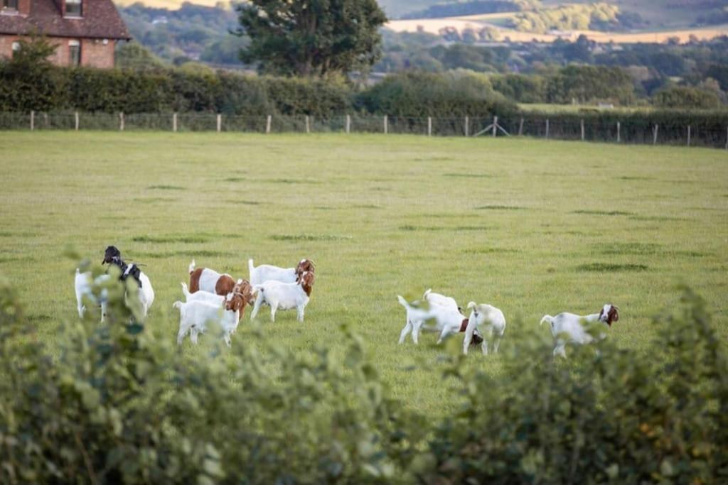Doeling Barcombe *
